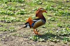 leipzig_rlt-marathon_fz-150_2017-04-08_10-232