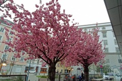 20260412_rlt_vr_linz_stadt_xxx